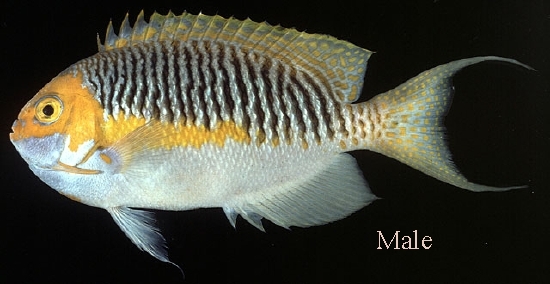  Genicanthus semifasciatus (Japanese Swallow Angelfish)